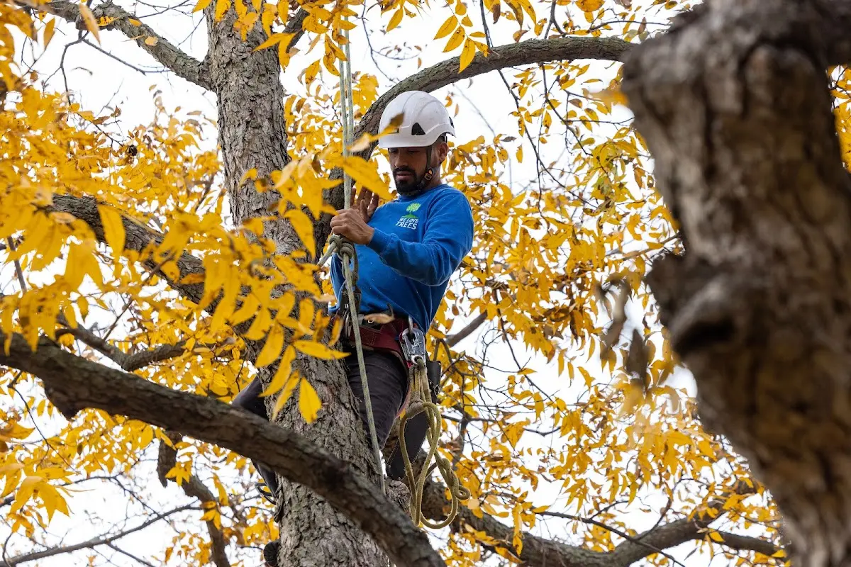 Skilled Storm Damage Cleanup crew working in Riverside